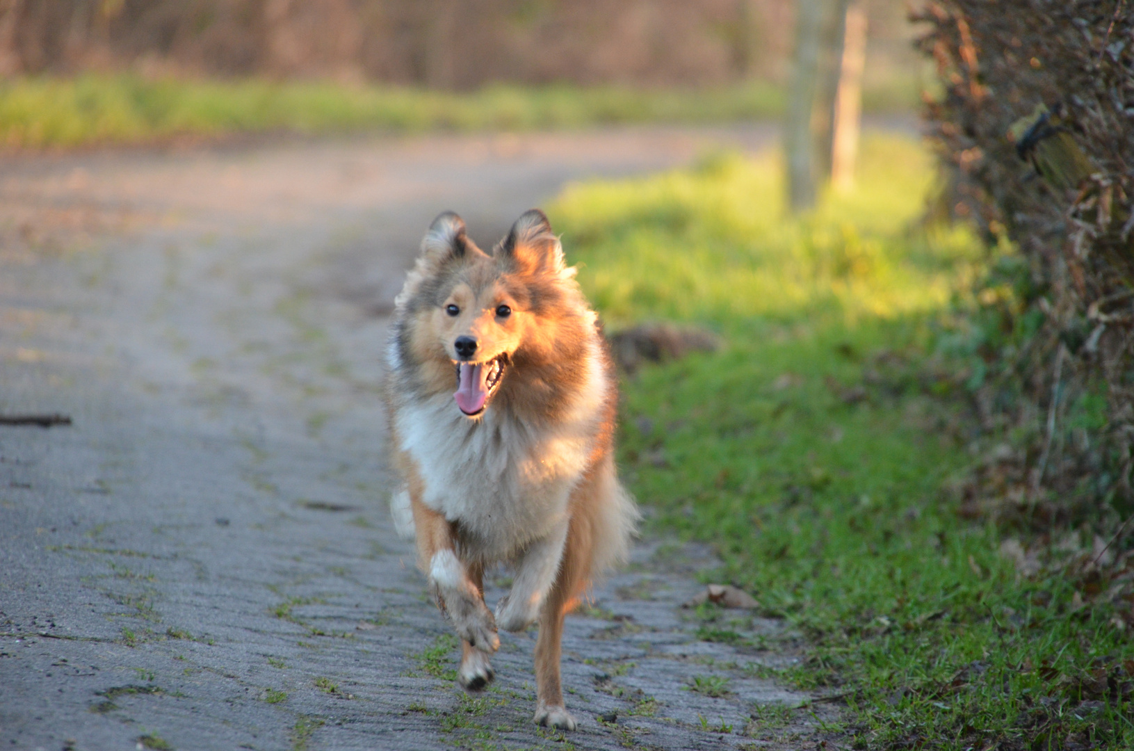 Lauffreude