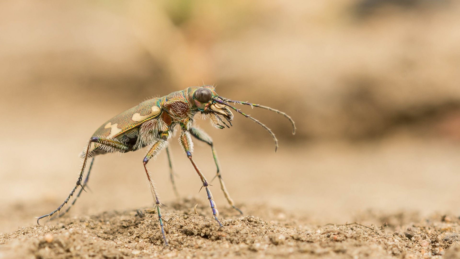 Laufkäfer auf heißem Sand