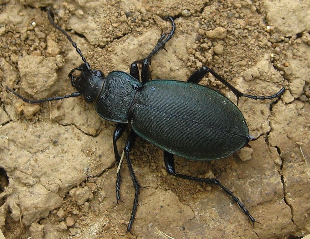 Laufkäfer, Carabus sp.