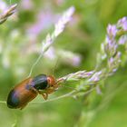 Laufkäfer Diachromus germanus...