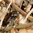 Laufkäfer (Poecilus?)