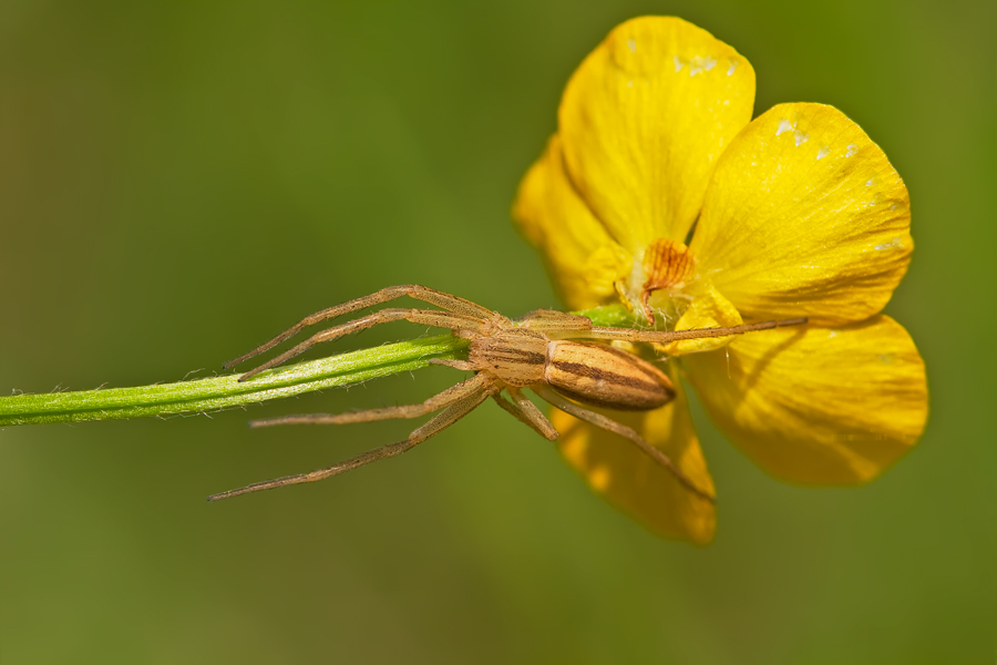 Laufspinne