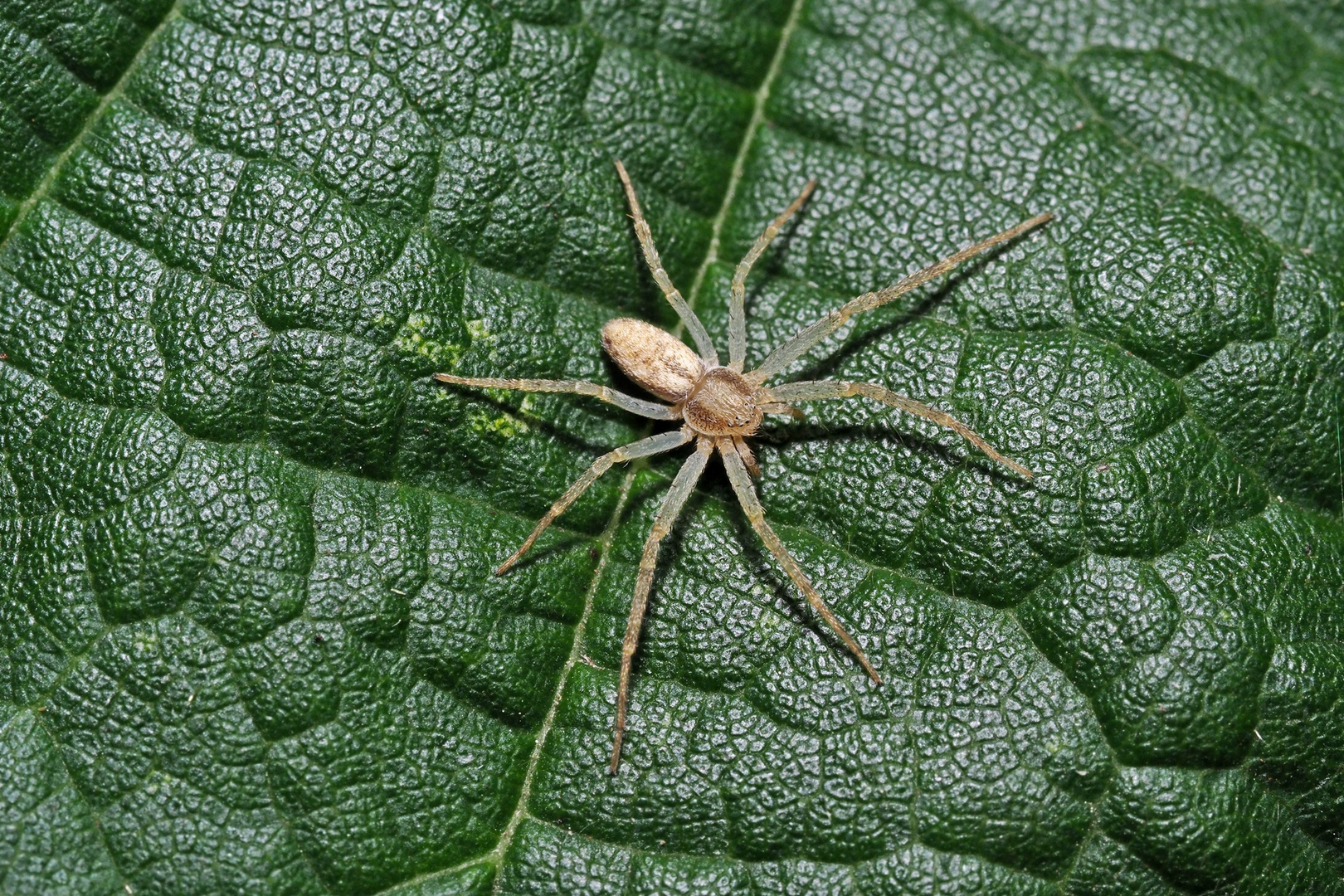 Laufspinne, (Philodromus albidus) Foto & Bild tiere, wildlife