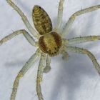 Laufspinne (Philodromus dispar)