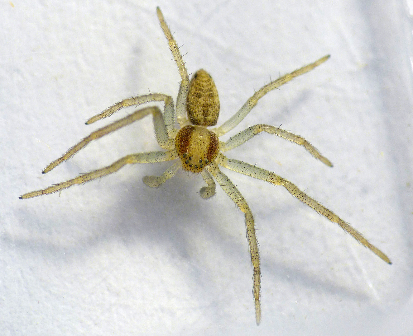 Laufspinne (Philodromus dispar)