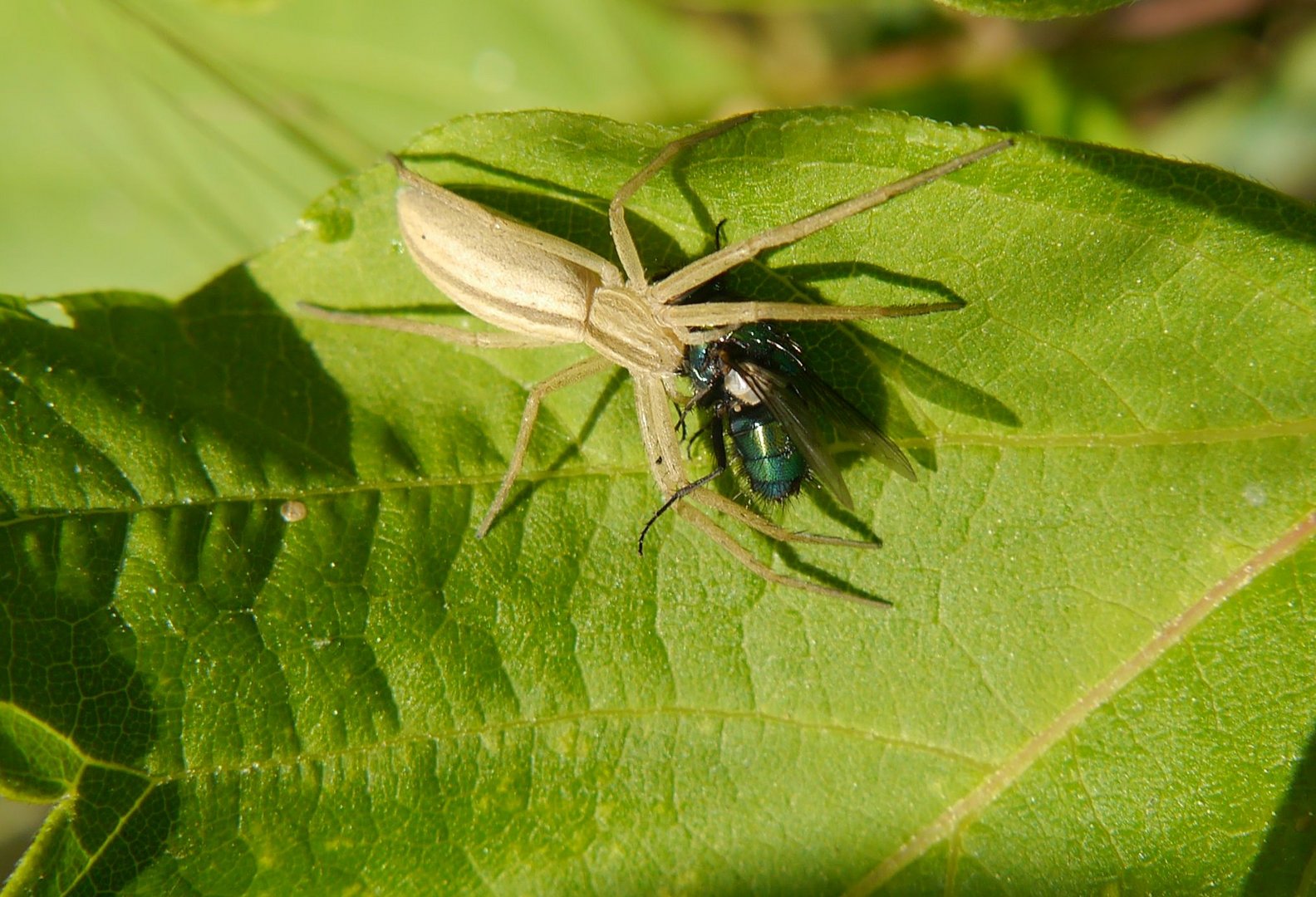 Laufspinne ( Tibellus oblongus) mit Beute (2)