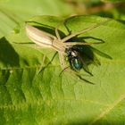 Laufspinne ( Tibellus oblongus) mit Beute (2)