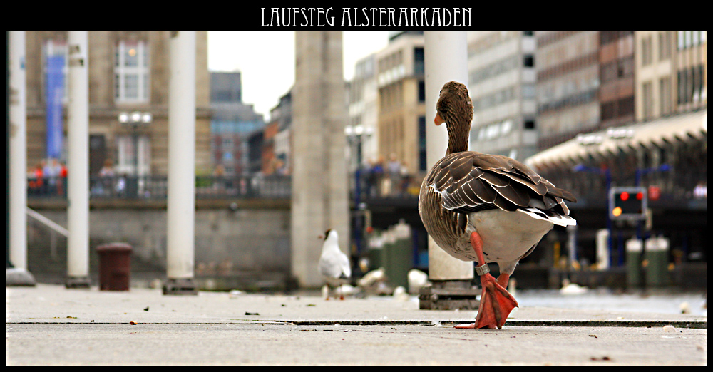 Laufsteg an den Alsterarkaden ...