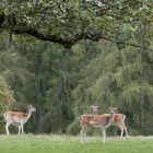 Laufsteg der Schönheiten