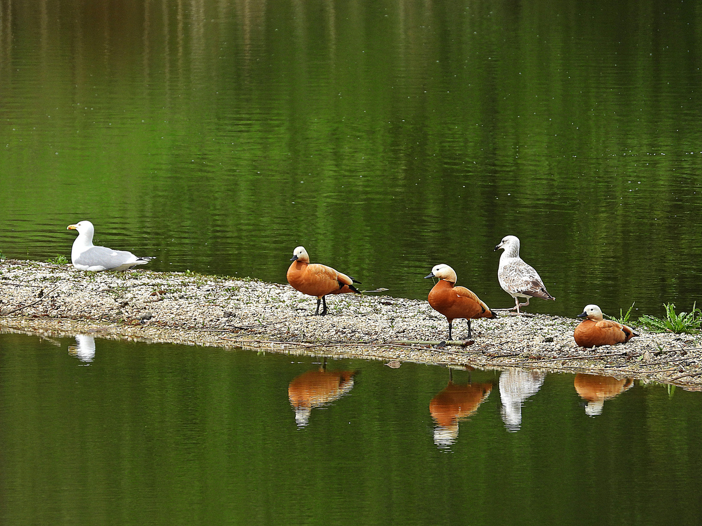 Laufsteg der Vogelschönen!