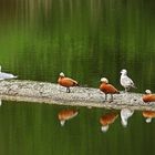 Laufsteg der Vogelschönen!