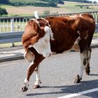 Laufsteg für Rindviecher: Die Brücke bei Hermannspiegel