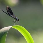 Laufsteg (Gestreifte Prachtlibelle)