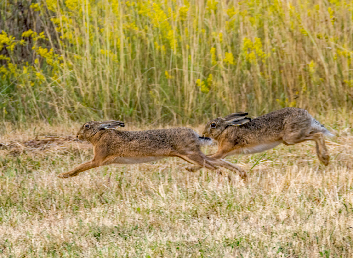 Lauft .... da hinten kommt der Fuchs