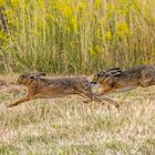 Lauft .... da hinten kommt der Fuchs