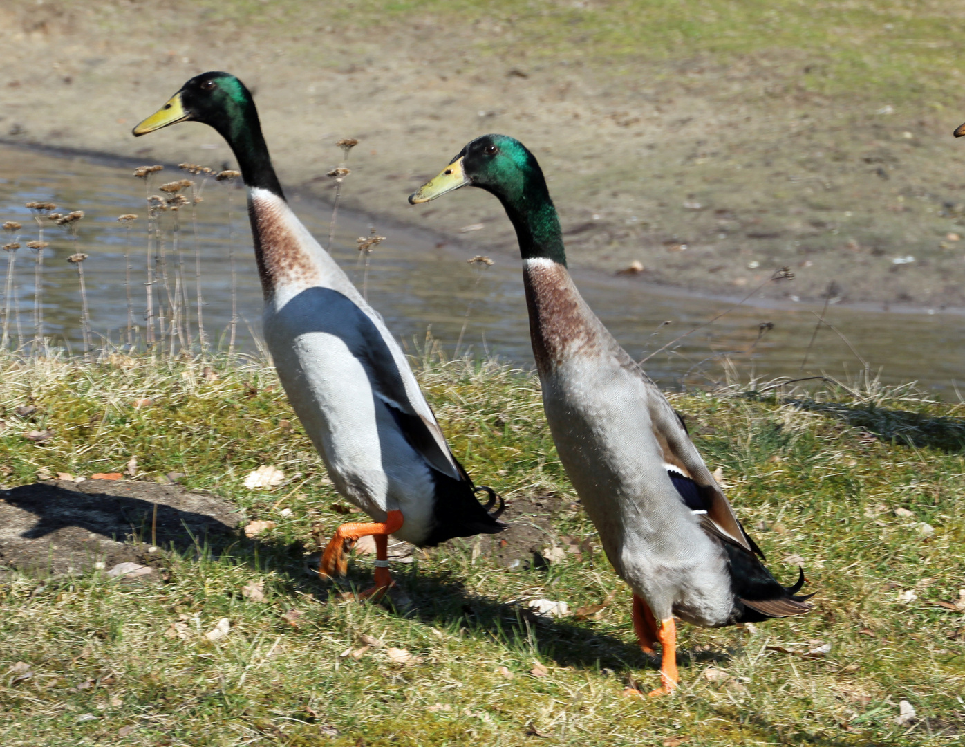 Lauft Enten, lauft!