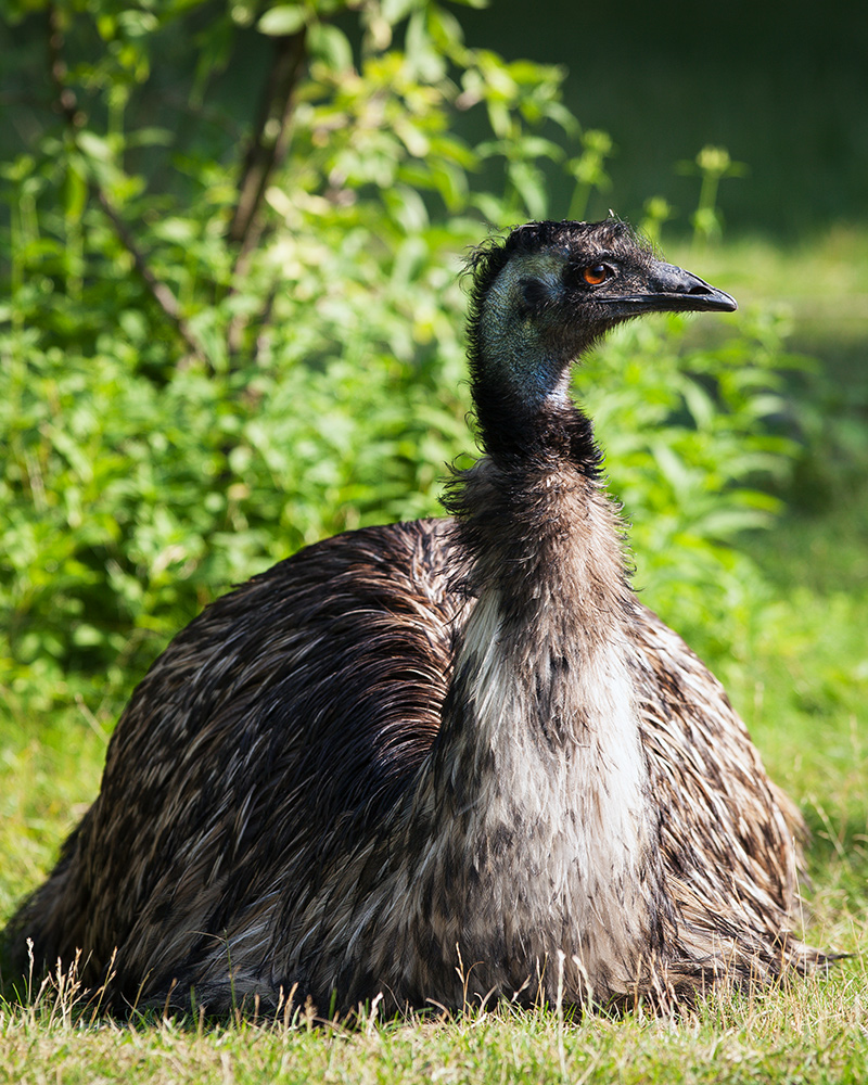 Laufvogel