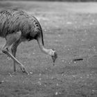 Laufvogel im Tierpark