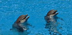 laughing dolphines