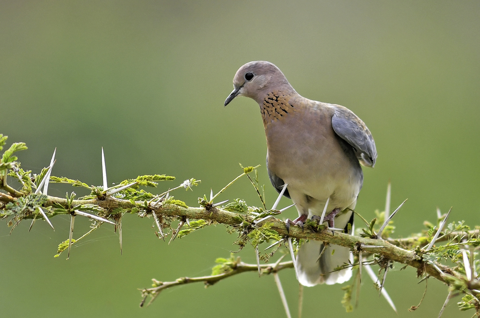 Laughing Dove