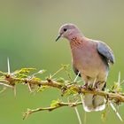 Laughing Dove