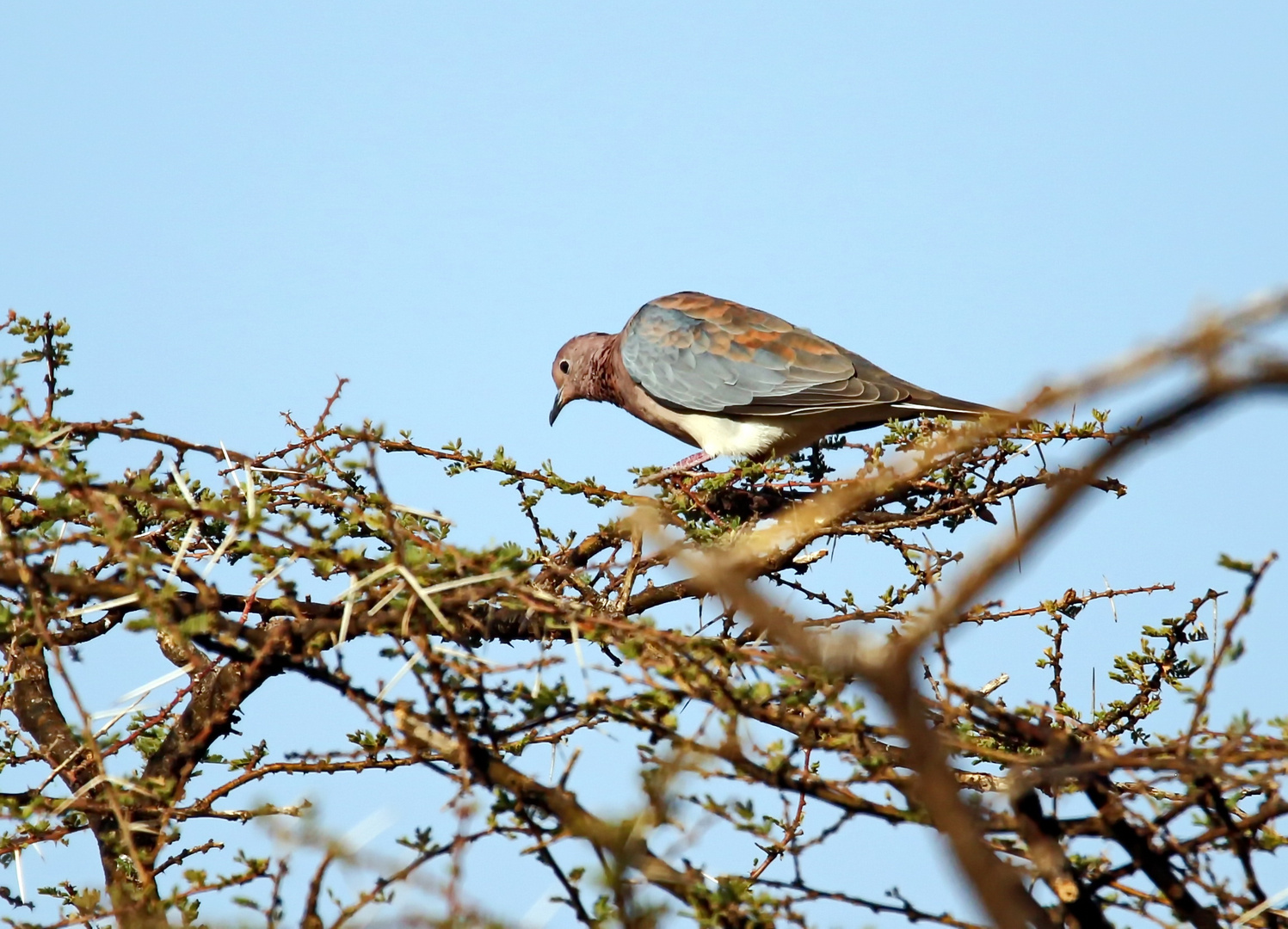 laughing Dove,Palmtaube