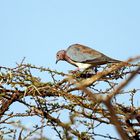 laughing Dove,Palmtaube