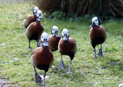 Laughing Ducks