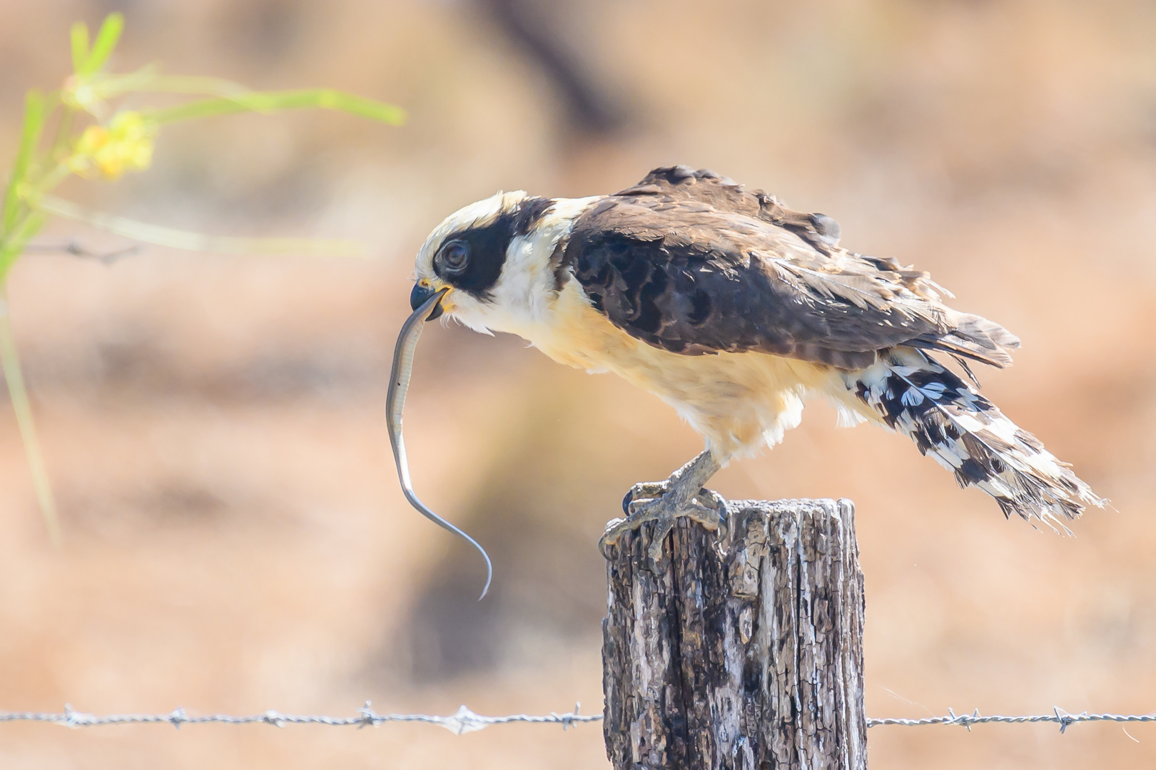 Laughing Falcon, Lachfalke (Herpetotheres cachinnans)