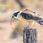 Laughing Falcon, Lachfalke (Herpetotheres cachinnans)