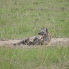 laughing hyena