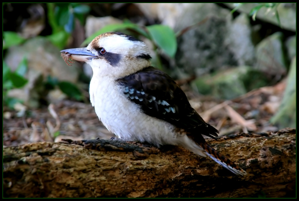 Laughing Kookaburra