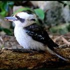 Laughing Kookaburra