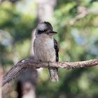 Laughing Kookaburra