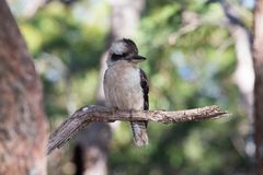 Laughing Kookaburra