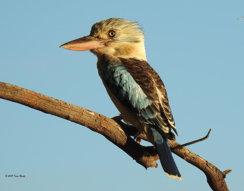 Laughing Kookaburra