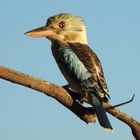 Laughing Kookaburra