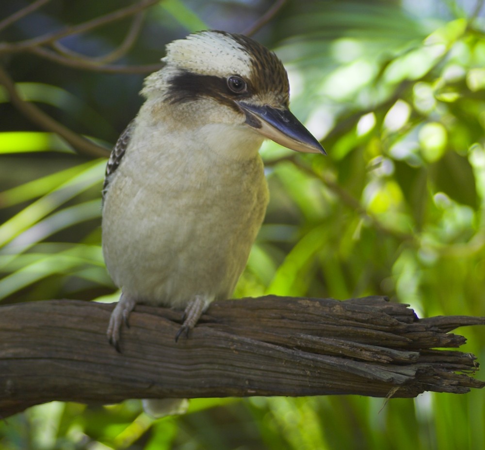 Laughing Kookaburra