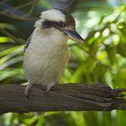 Laughing Kookaburra