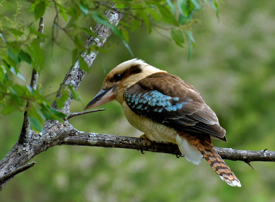 laughing kookaburra ...