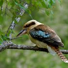 laughing kookaburra ...