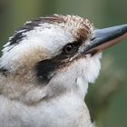 laughing kookaburra