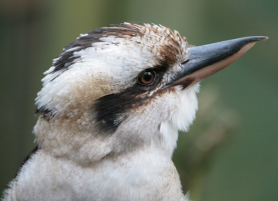 laughing kookaburra