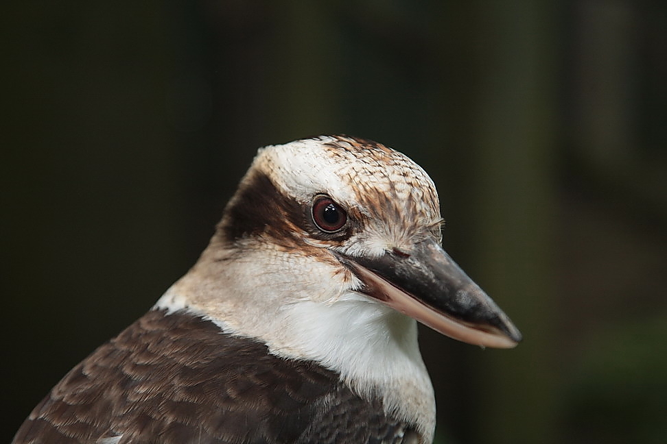 laughing kookaburra