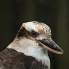 laughing kookaburra