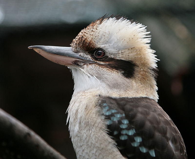 laughing Kookaburra