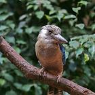 Laughing Kookaburra - Dacelo novaeguineae