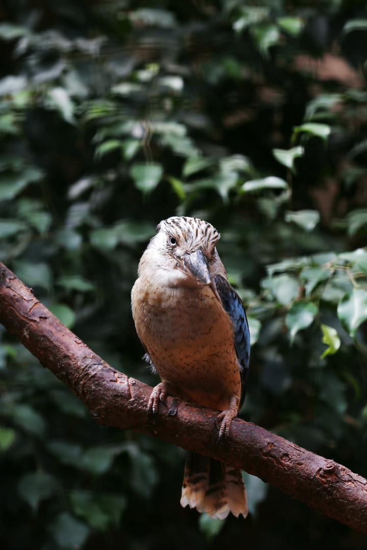 Laughing Kookaburra - Dacelo novaeguineae