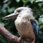 Laughing Kookaburra - Dacelo novaeguineae