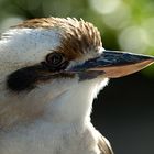 Laughing Kookaburra, Dacelo novaeguineae - The Australian Kingfischer